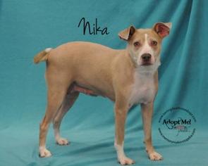 Mutt Dogs for adoption in Topeka, KS, USA
