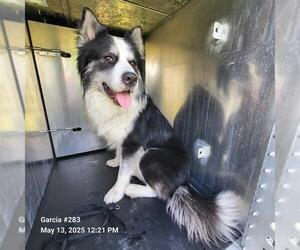 Alaskan Malamute-Unknown Mix Dogs for adoption in San Antonio, TX, USA