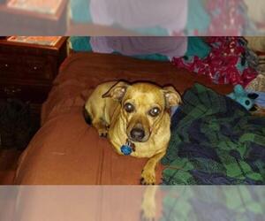 Chiweenie Dogs for adoption in Fruitland, SC, USA