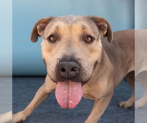 Mutt Dogs for adoption in Pasadena, CA, USA