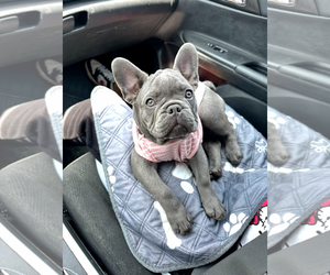 French Bulldog Dogs for adoption in Santa Clarita, CA, USA
