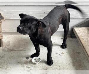 American Pit Bull Terrier Dogs for adoption in Houston, TX, USA