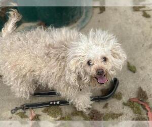 Poodle (Miniature) Dogs for adoption in Martinez, CA, USA