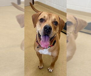 American Pit Bull Terrier-Labrador Retriever Mix Dogs for adoption in Derwood, MD, USA
