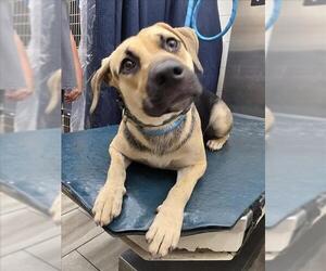 German Shepherd Dog-Unknown Mix Dogs for adoption in Mobile, AL, USA