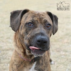 Mastiff Dogs for adoption in Troy, IL, USA