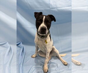 Mutt Dogs for adoption in Sandy, UT, USA