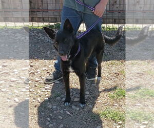 Border Collie Dogs for adoption in FRAMINGHAM, MA, USA