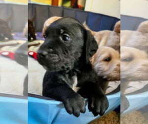 Poodle (Standard)-Retriever Mix Dogs for adoption in Minneapolis, MN, USA