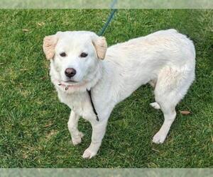 Golden Retriever-Unknown Mix Dogs for adoption in San Clemente, CA, USA