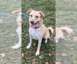 Labrador Retriever-Unknown Mix Dogs for adoption in Stanhope, NJ, USA