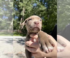 American Pit Bull Terrier-Unknown Mix Dogs for adoption in Holly Springs, NC, USA