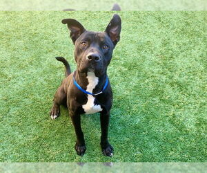 Mutt Dogs for adoption in Moreno Valley, CA, USA