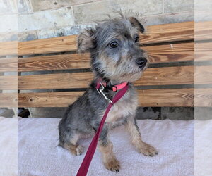 Mutt Dogs for adoption in Chico, CA, USA