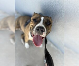 American Pit Bull Terrier-American Staffordshire Terrier Mix Dogs for adoption in Albuquerque, NM, USA