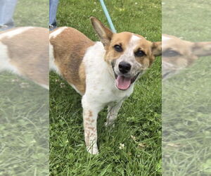 Pembroke Welsh Corgi-Unknown Mix Dogs for adoption in Rustburg, VA, USA