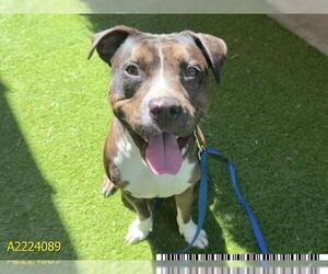American Bulldog Dogs for adoption in West Palm Beach, FL, USA