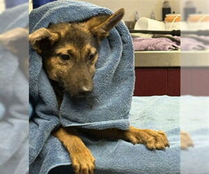 German Shepherd Dog Dogs for adoption in Downey, CA, USA