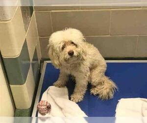 Lhasa-Poo Dogs for adoption in Plano, TX, USA