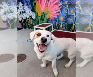Bassetdor Dogs for adoption in Frisco, CO, USA