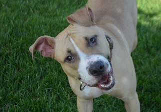 American Pit Bull Terrier-Unknown Mix Dogs for adoption in Lockport, IL, USA