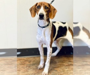 Beagle Dogs for adoption in Las Vegas, NV, USA