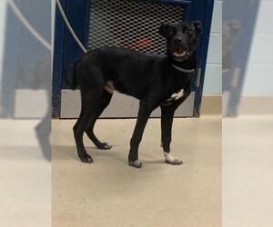 Lab-Pointer Dogs for adoption in San Angelo, TX, USA