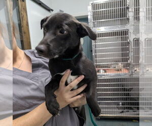 Dachshund Dogs for adoption in Chico, CA, USA