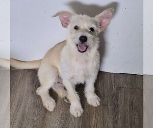 Cairn Terrier-Unknown Mix Dogs for adoption in Carrollton, TX, USA