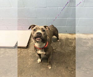 American Pit Bull Terrier Dogs for adoption in Evansville, IN, USA