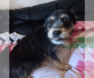 Mutt Dogs for adoption in Minneapolis, MN, USA