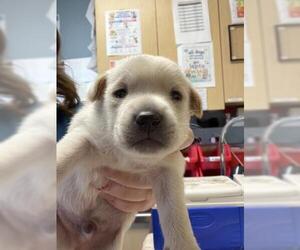 Mutt Dogs for adoption in Riverside, CA, USA