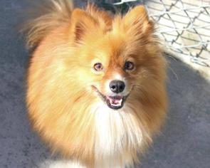 Pomeranian Dogs for adoption in Freeport, FL, USA