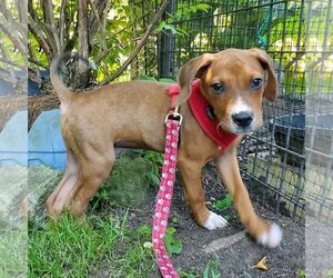 Bogle Dogs for adoption in Livonia, MI, USA