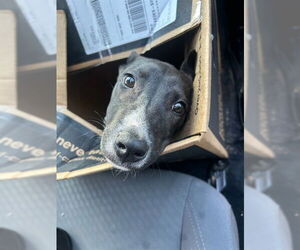 Labrador Retriever-Unknown Mix Dogs for adoption in Stockton, CA, USA