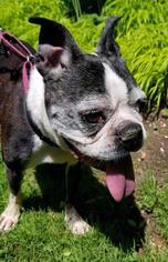Boston Terrier Dogs for adoption in Warwick, RI, USA