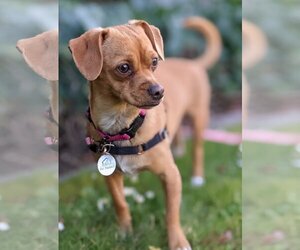 Chiweenie Dogs for adoption in San Jose, CA, USA