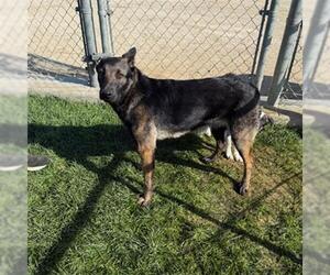 German Shepherd Dog Dogs for adoption in Bakersfield, CA, USA