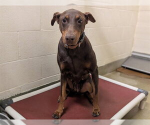 Doberman Pinscher-Unknown Mix Dogs for adoption in Moreno Valley, CA, USA