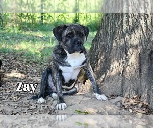 Mastiff-Unknown Mix Dogs for adoption in Germantown, OH, USA