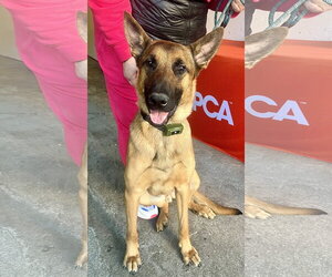 German Shepherd Dog-Unknown Mix Dogs for adoption in Staten Island, NY, USA