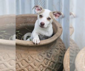 Chiweenie Dogs for adoption in Cranston, RI, USA