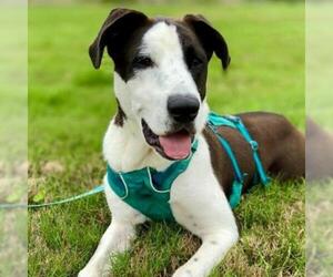 Great Dane Dogs for adoption in Von Ormy, TX, USA