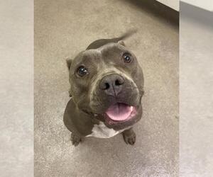 American Pit Bull Terrier Dogs for adoption in HESPERIA, CA, USA