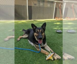 German Shepherd Dog Dogs for adoption in Cupertino, CA, USA