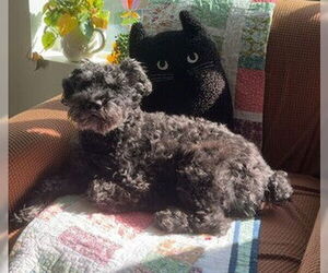 - Mix Dogs for adoption in Fremont, CA, USA