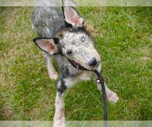 Huskies -Unknown Mix Dogs for adoption in Tallahassee, FL, USA