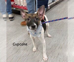 Mutt Dogs for adoption in GILBERTS, IL, USA