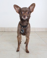 Medium Photo #1 Chihuahua Puppy For Sale in Eden Prairie, MN, USA