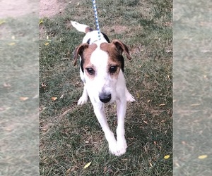 Jack Russell Terrier-Unknown Mix Dogs for adoption in Rochester, NY, USA